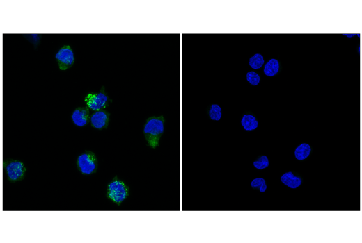 Immunofluorescence Image 1: CD4 (RPA-T4) Mouse mAb (FITC Conjugate)