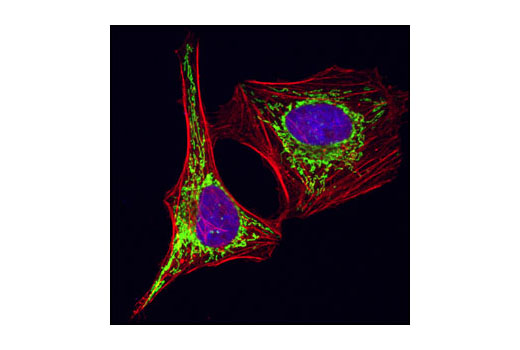 Immunofluorescence Image 1: HSP60 (D307) Antibody