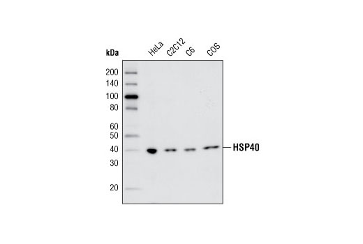  Image 8: HSP/Chaperone Antibody Sampler Kit