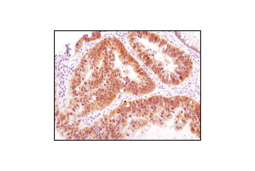 Immunohistochemistry Image 1: HSP40 (C64B4) Rabbit mAb