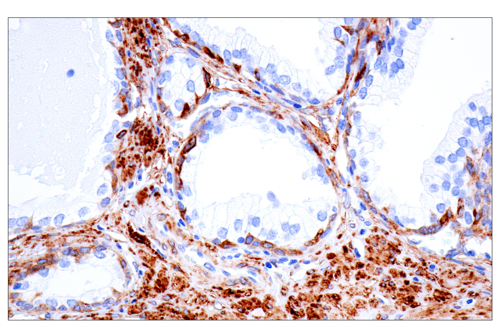 Immunohistochemistry Image 8: MAP1B (E8S8R) Rabbit mAb (BSA and Azide Free)