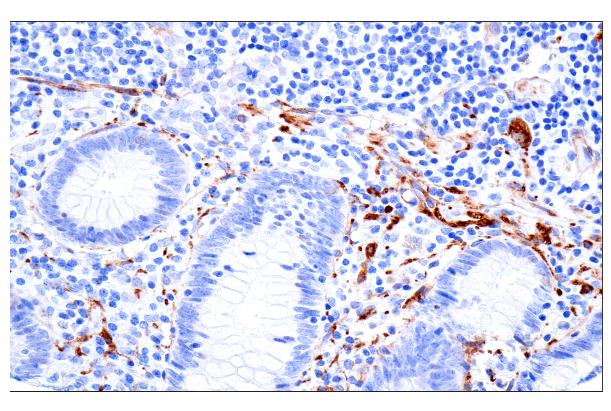 Immunohistochemistry Image 13: MAP1B (E8S8R) Rabbit mAb (BSA and Azide Free)