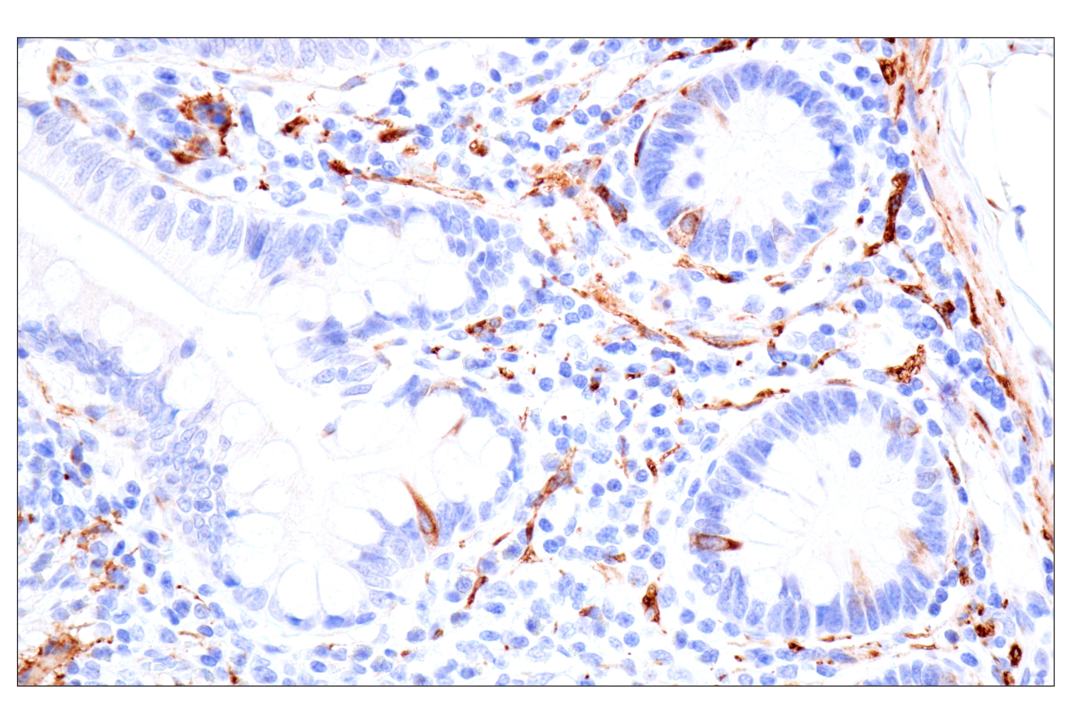 Immunohistochemistry Image 15: MAP1B (E8S8R) Rabbit mAb (BSA and Azide Free)