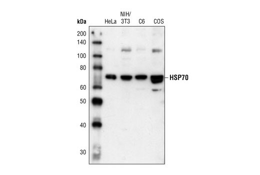  Image 7: HSP/Chaperone Antibody Sampler Kit