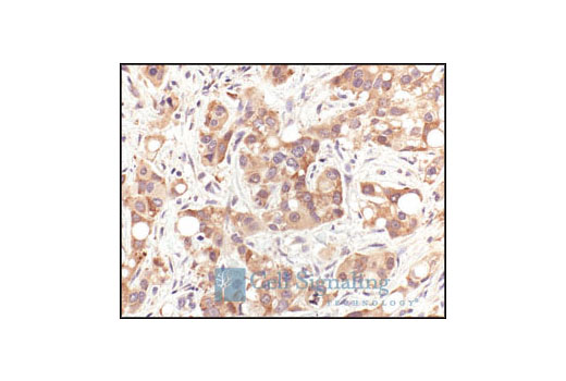 Immunohistochemistry Image 1: HSP70 Antibody