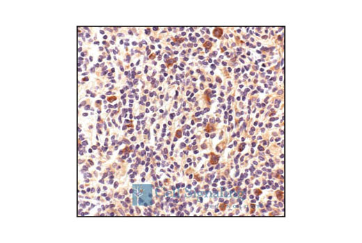  Image 30: Human Reactive Exosome Marker Antibody Sampler Kit
