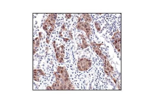 Immunohistochemistry Image 2: HSP70 (6B3) Rat mAb