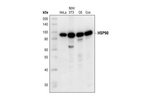 Western Blotting Image 1: HSP90 Antibody
