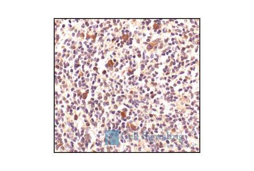 Immunohistochemistry Image 3: HSP90 Antibody
