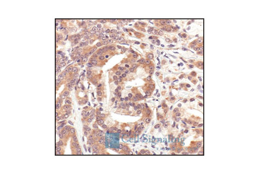 Immunohistochemistry Image 4: HSP90 Antibody