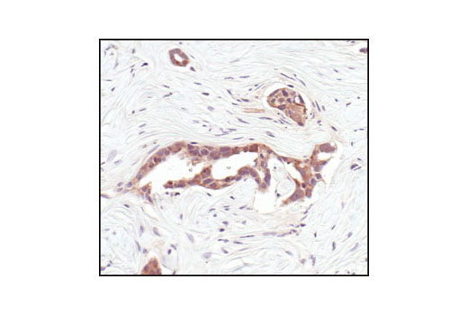 Immunohistochemistry Image 1: HSP90 (E289) Antibody