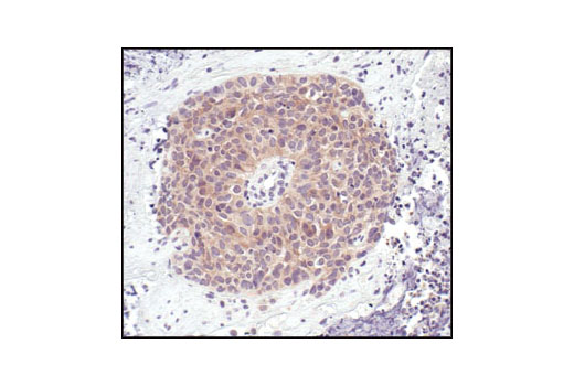 Immunohistochemistry Image 4: HSP90 (E289) Antibody