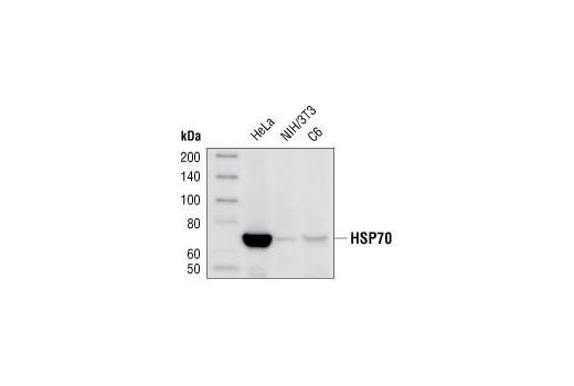 Western Blotting Image 1: HSP70 (D69) Antibody