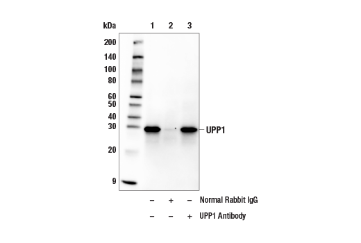 Immunoprecipitation Image 1: UPP1 Antibody