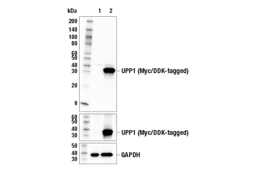 Western Blotting Image 2: UPP1 Antibody