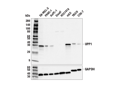 Western Blotting Image 1: UPP1 Antibody