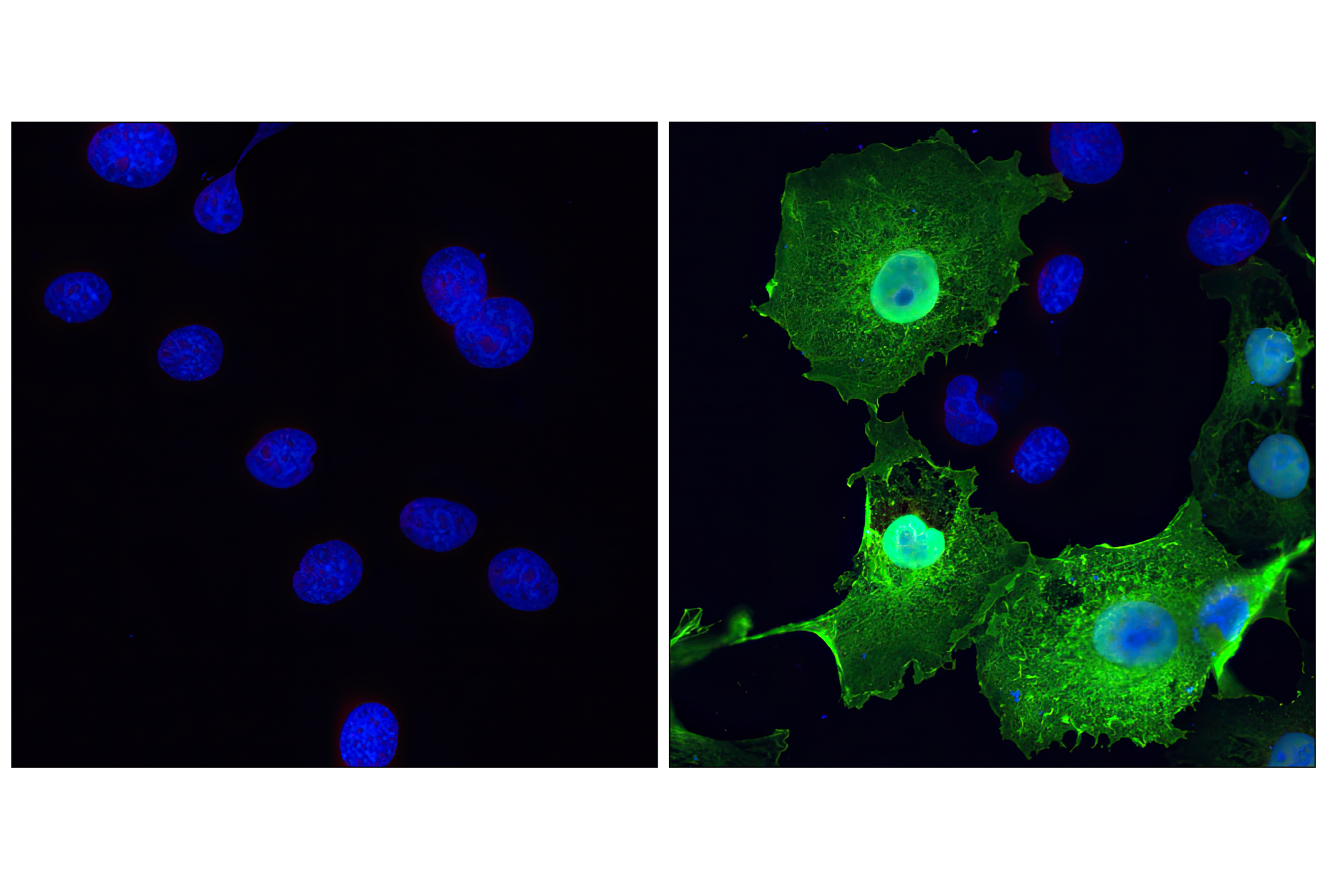 Immunofluorescence Image 1: HA-Tag (6E2) Mouse mAb (BSA and Azide Free)