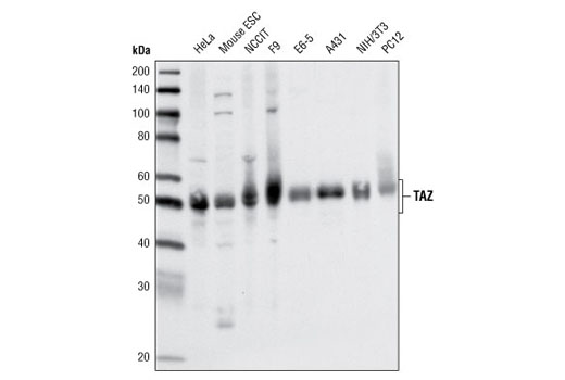 Western Blotting Image 1: TAZ (V386) Antibody