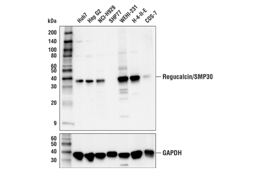 Western Blotting Image 1: Regucalcin/SMP30 Antibody