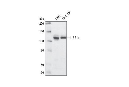 Western Blotting Image 1: UBE1a Antibody