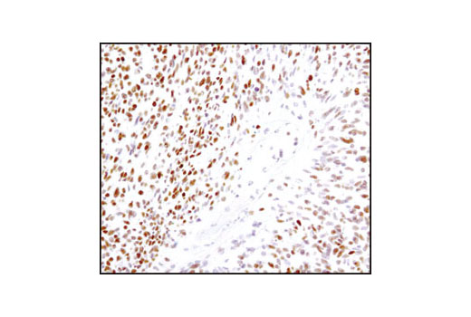 Immunohistochemistry Image 1: UBE1a Antibody