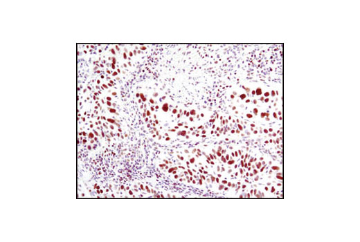 Immunohistochemistry Image 2: UBE1a Antibody