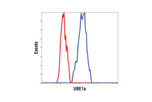 Flow Cytometry Image 1: UBE1a Antibody
