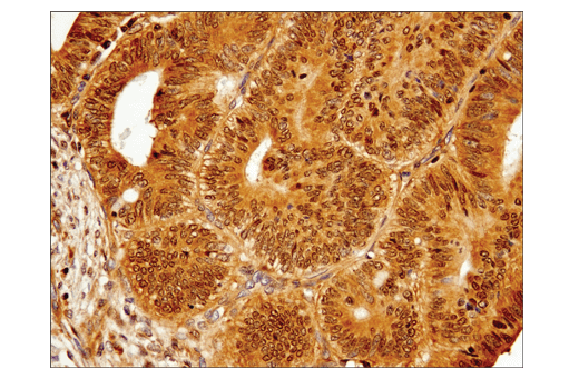 Immunohistochemistry Image 1: IRF-3 (D9J5Q) Mouse mAb (BSA and Azide Free)