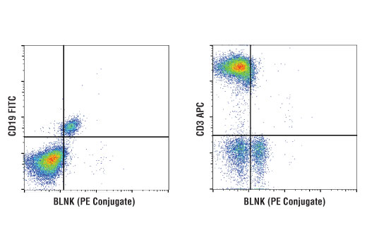 Flow Cytometry Image 1: BLNK (D3P2H) XP® Rabbit mAb (PE Conjugate)