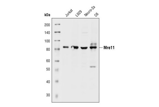 Western Blotting Image 1: Mre11 Antibody