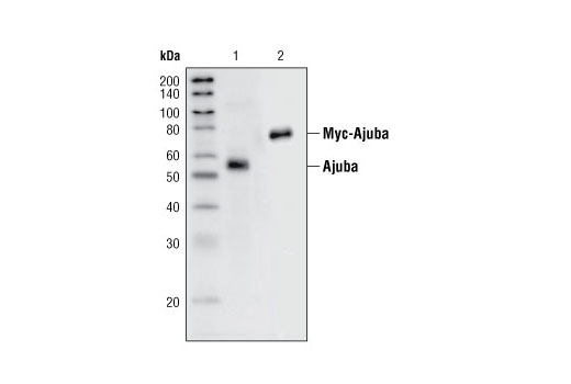 Western Blotting Image 1: Ajuba Antibody