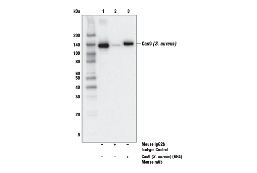 Immunoprecipitation Image 1: Cas9 (S. aureus) (6H4) Mouse mAb