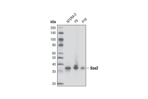 Western Blotting Image 1: Sox2 (L1D6A2) Mouse mAb