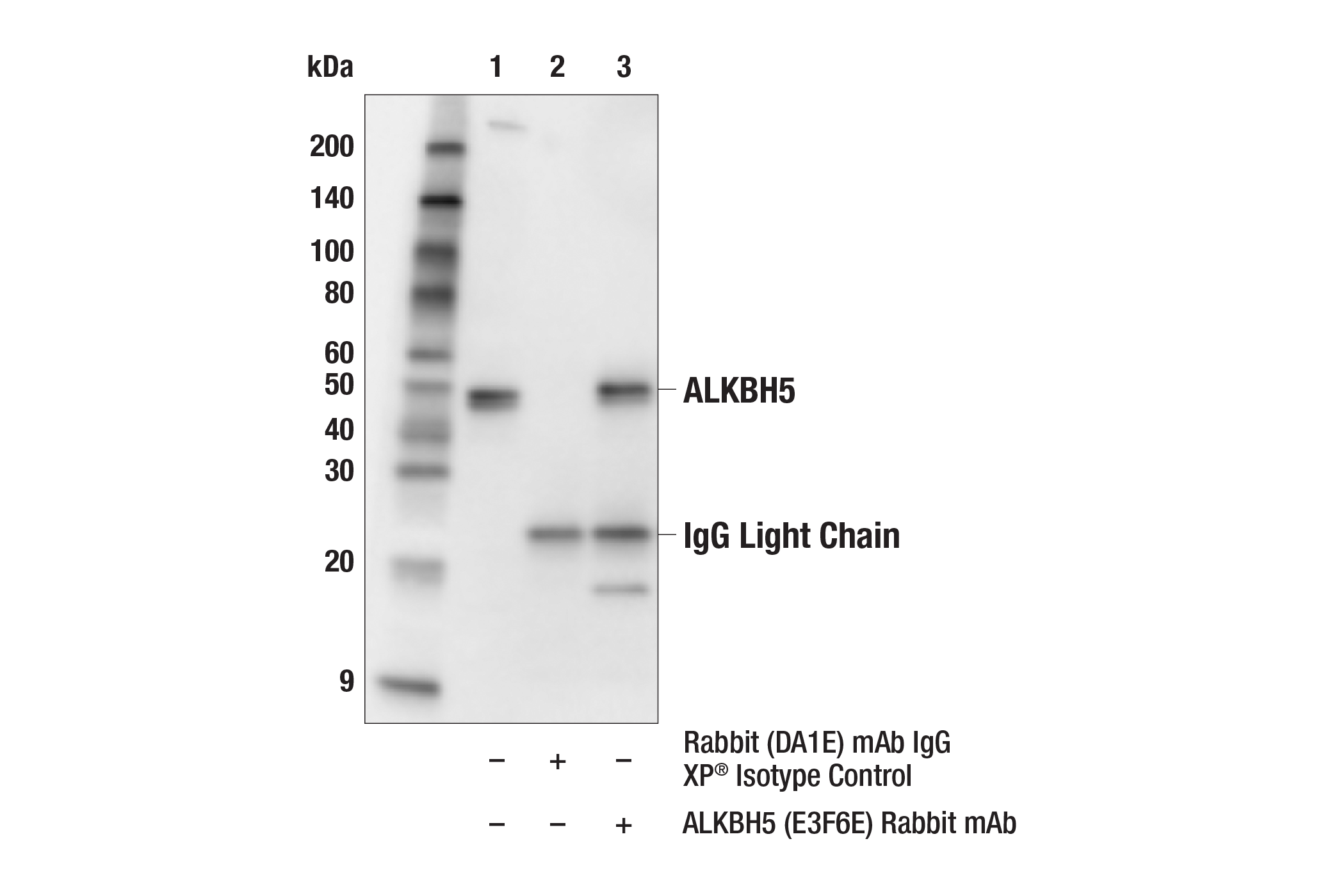 Immunoprecipitation Image 1: ALKBH5 (E3F6E) Rabbit mAb