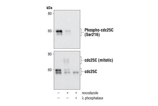  Image 2: cdc25C Antibody Sampler Kit