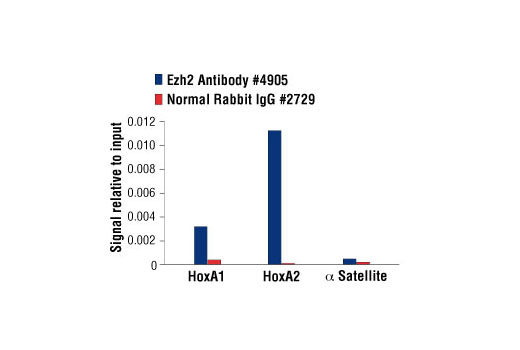 Chromatin Immunoprecipitation Image 1: Ezh2 Antibody