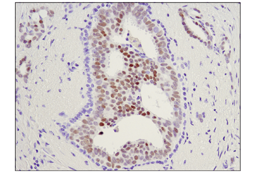 Immunohistochemistry Image 1: c-Myb (D1B9E) Rabbit mAb (BSA and Azide Free)