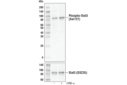 Western Blotting Image 1: Phospho-Stat3 (Ser727) (D8C2Z) Rabbit mAb (Biotinylated)