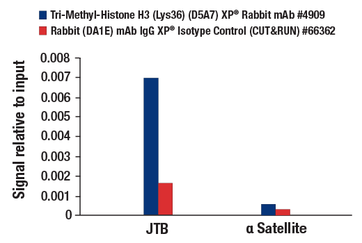 CUT and RUN Image 3: Tri-Methyl-Histone H3 (Lys36) (D5A7) XP® Rabbit mAb