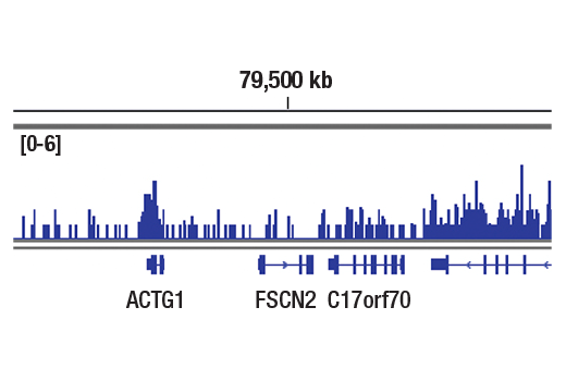 Chromatin Immunoprecipitation Image 1: Tri-Methyl-Histone H3 (Lys36) (D5A7) XP® Rabbit mAb