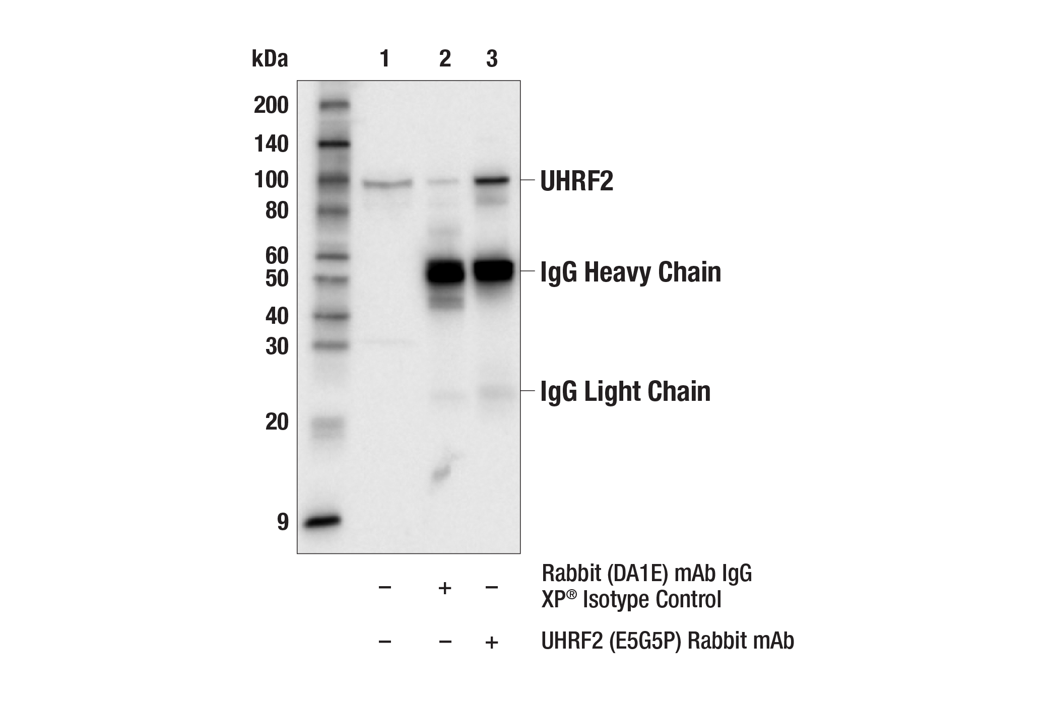 Immunoprecipitation Image 1: UHRF2 (E5G5P) Rabbit mAb