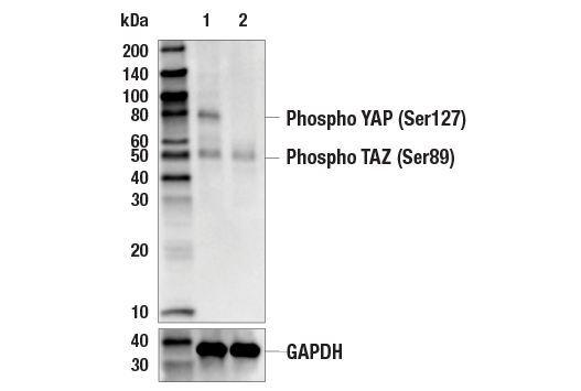 Western Blotting Image 1: Phospho-YAP (Ser127) Antibody