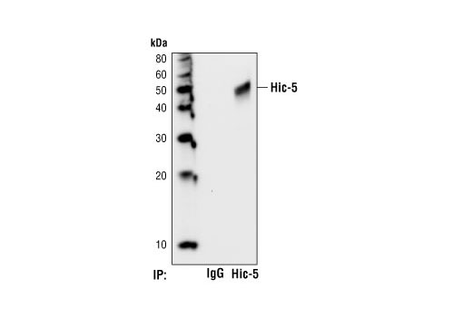 Immunoprecipitation Image 1: Hic-5 Antibody
