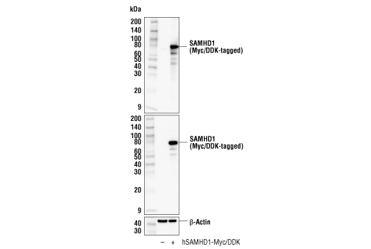 Western Blotting Image 2: SAMHD1 Antibody