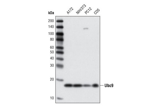 Western Blotting Image 1: Ubc9 Antibody