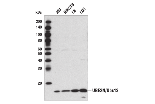 Western Blotting Image 1: UBE2N/Ubc13 Antibody