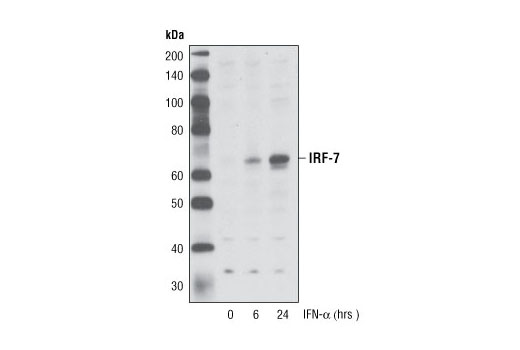 Western Blotting Image 1: IRF-7 Antibody