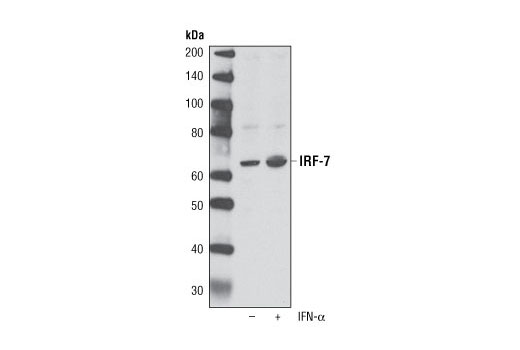 Western Blotting Image 2: IRF-7 Antibody