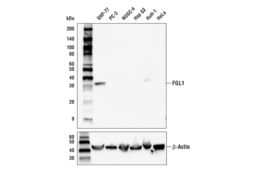 Western Blotting Image 1: FGL1 Antibody