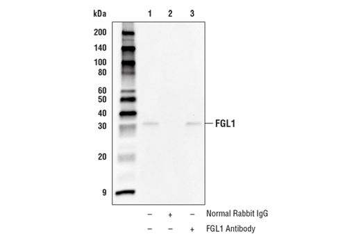 Immunoprecipitation Image 1: FGL1 Antibody